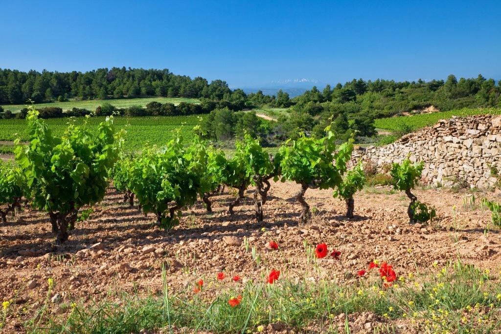 Logis Hotel - Restaurant La Marbrerie Caunes-Minervois Eksteriør billede